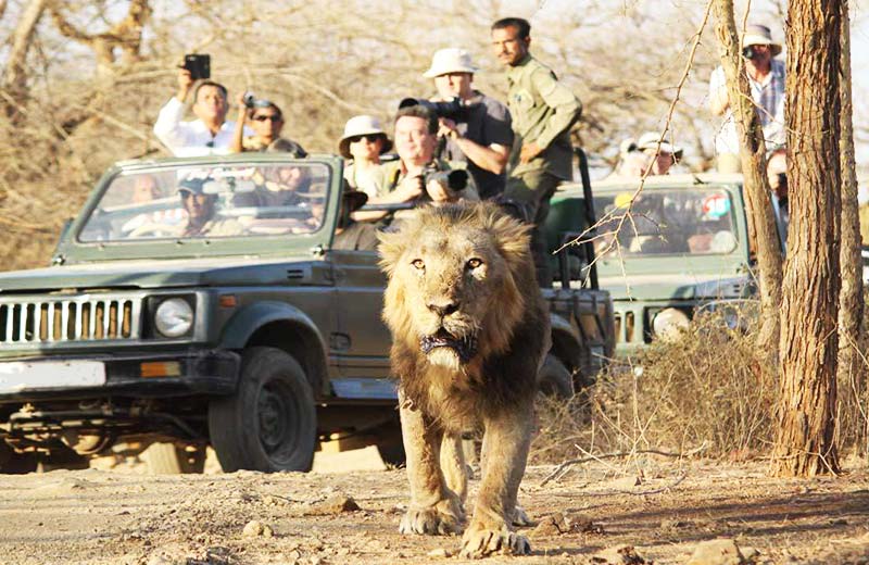 sasan gir wildlife tour banner