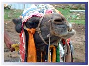 Camel Research Centre, Bikaner Tour