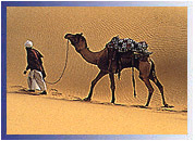 Camel, Bikaner Travel Guide