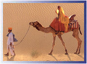Camel Safari, Jaisalmer Travel Guide