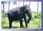 Elephant, Nagarhole National Park