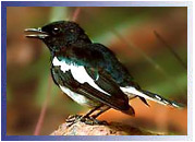 Oriental Magpie Robin, Keoladeo Natinal Park