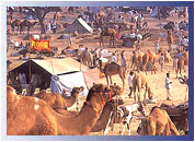 Pushkar Fair, Pushkar Travel Guide