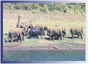 Elephant, Thekkady Wildlife Sanctuaries