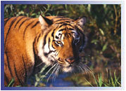 Tiger, Ranthambore Travel Guide