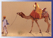 Camel Safari Tour
