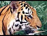 India Wildlife Tour