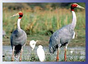 Bharatpur Bird Watching 
