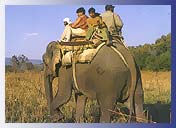 Elephant Safari