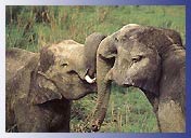 Kanha National Park