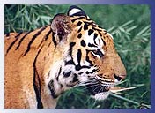 Tiger, Bharatpur